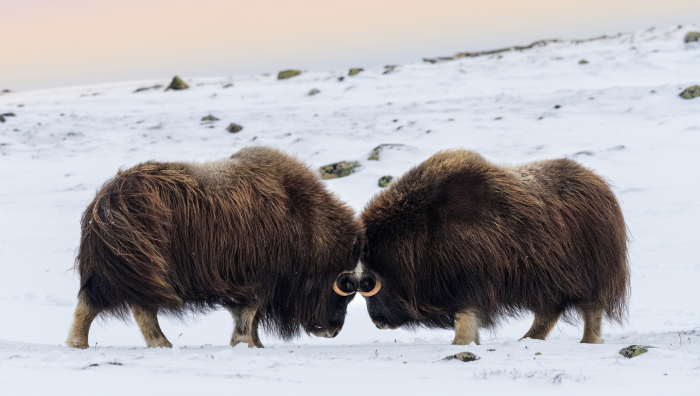 Овцебык: как живет этот древний исполин ледниковой эпохи