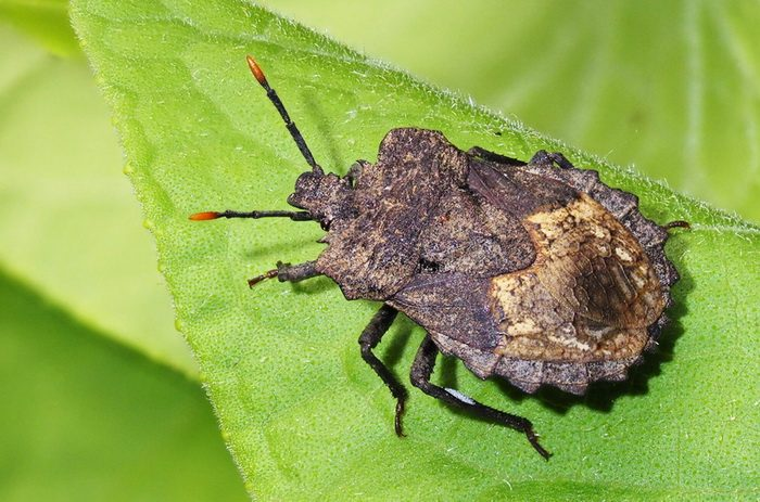 Животные, которые нас удивили в 2025 году. «Фантастические твари»