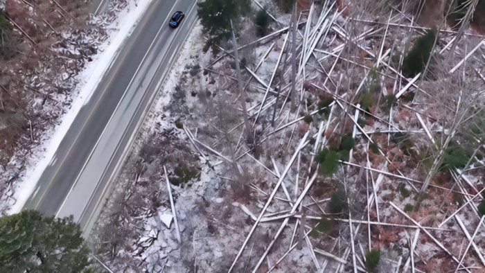 Тихие убийцы в лесу: сухостои угрожают жизням восходящих на Домбай туристов