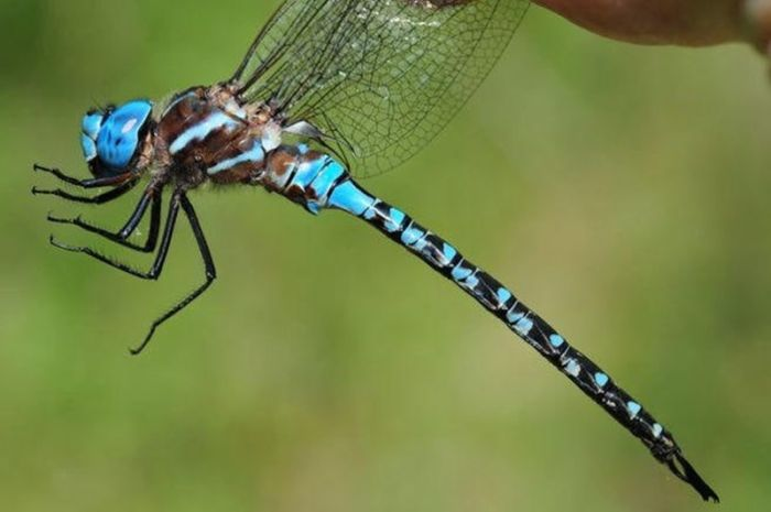 Самые быстрые животные в мире