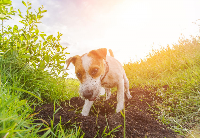 Подборка пород самых лучших охотничьих собак