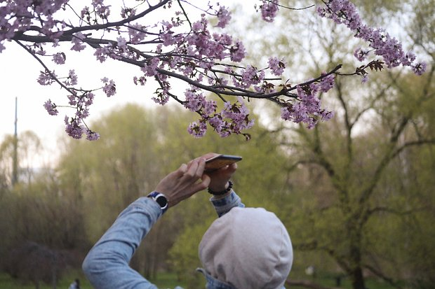 Цветение сакуры: где и когда можно посмотреть в 2026 году? История японского фестиваля Ханами
