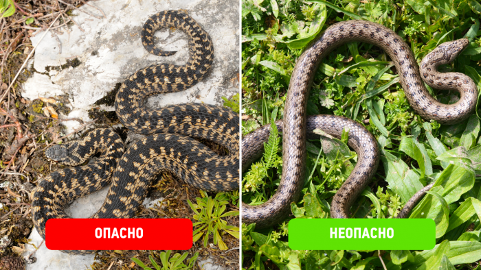 5 пар ядовитых и безвредных змей, которых легко перепутать