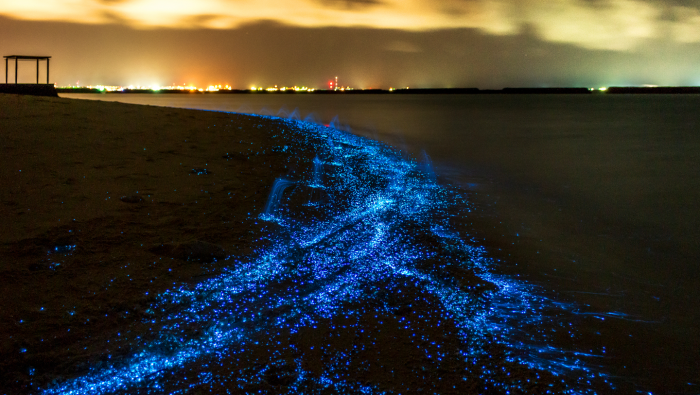 Животные, которые умеют светиться: самые красивые фотографии