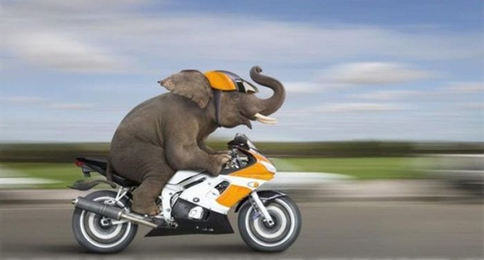 Самые быстрые животные в мире