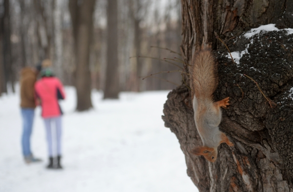 «Уважение к дистанции». Эксперт — о том, что делать при встрече с дикими животными Москвы