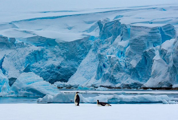 Пингвины: что за птицы, как выглядят, почему не летают
