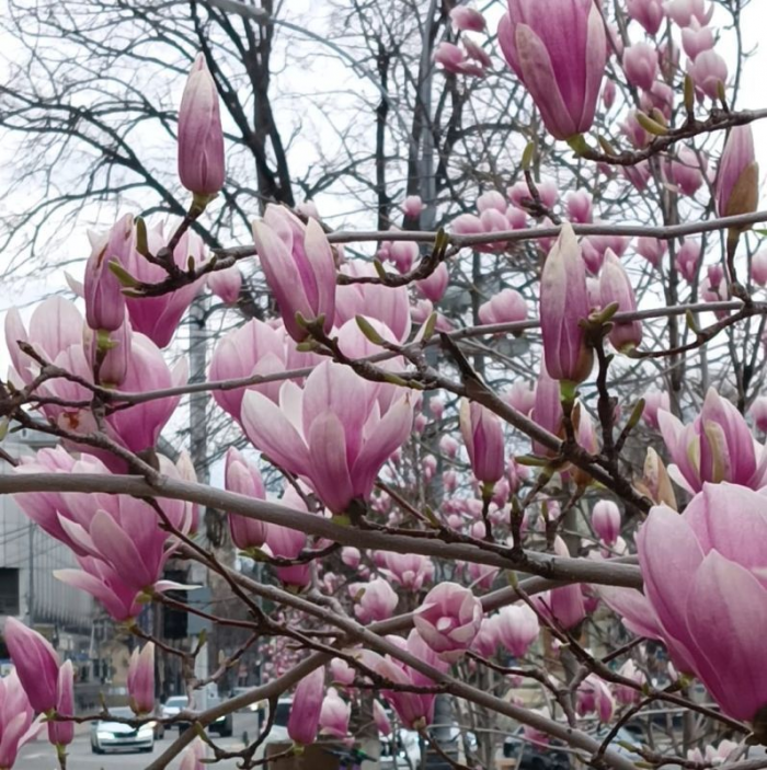 Розовое дыхание весны: Краснодар расцвел, как живая открытка