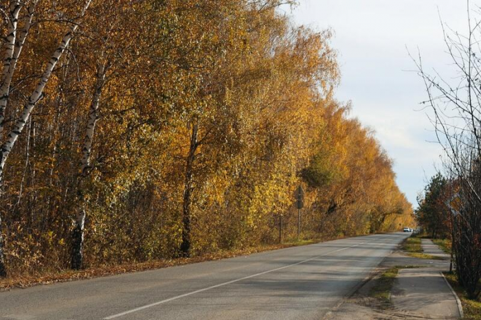 Золото октября. Как осень преобразила березовую рощу на окраине Барнаула
