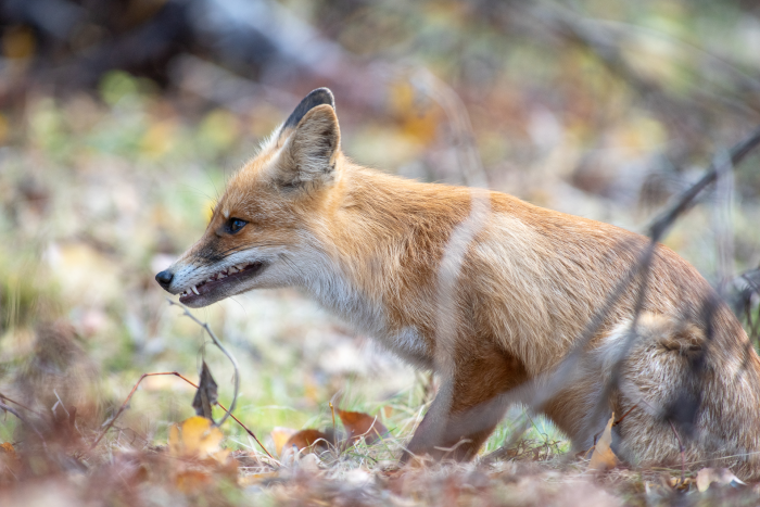 Записки астраханского натуралиста. Знакомство с лисенком