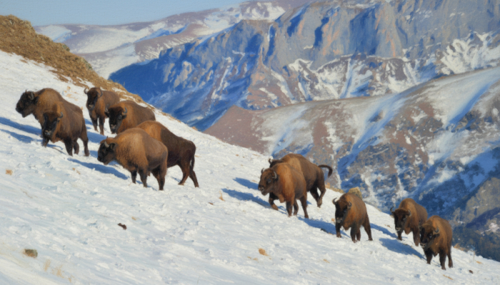 Зубр: Современник мамонтов и кормилец древних охотников Кавказа