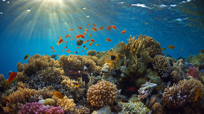 Правда ли, что только растения способны к фотосинтезу