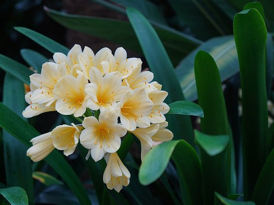 Цветок кливия: сорта, уход и пересадка, вредители