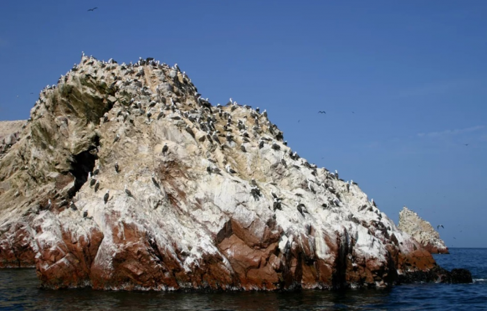 Остров, который обманул всех: 6000 человек дрались за право грузить птичий помёт, пока мир не узнал правду.