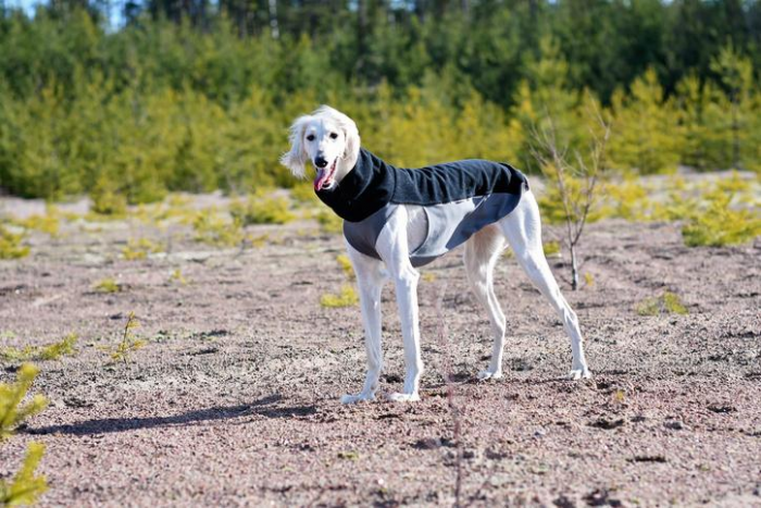 Самые древние породы собак: 10 претендентов на почетное звание