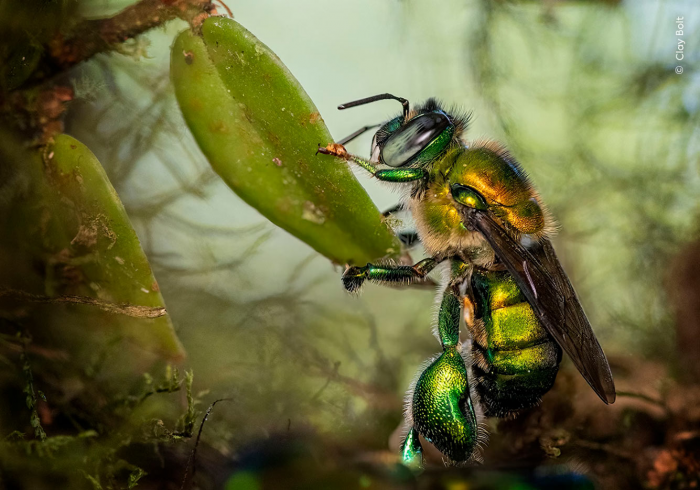 Победители конкурса Wildlife Photographer of the Year 2024