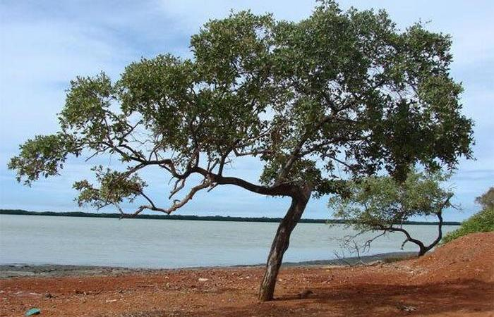 Бакаут: самая тяжёлая древесина на планете, что тонет в воде и незаменима для промышленности