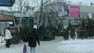 Как выбрать живую елку и что делать, чтобы она не осыпалась до окончания праздников?