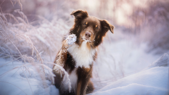 Зимние фотографии из жизни животных