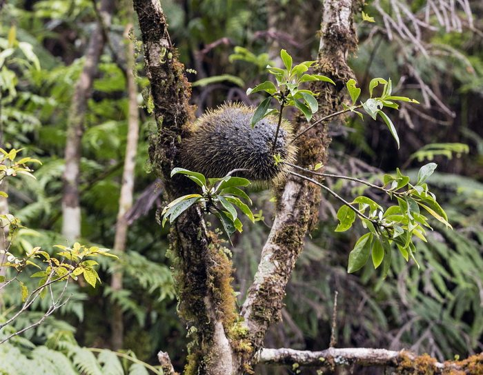 Животные, которые нас удивили в 2025 году. «Фантастические твари»