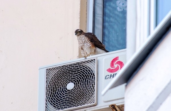 Записки астраханского натуралиста. Ястреб-перепелятник, санитар городских джунглей