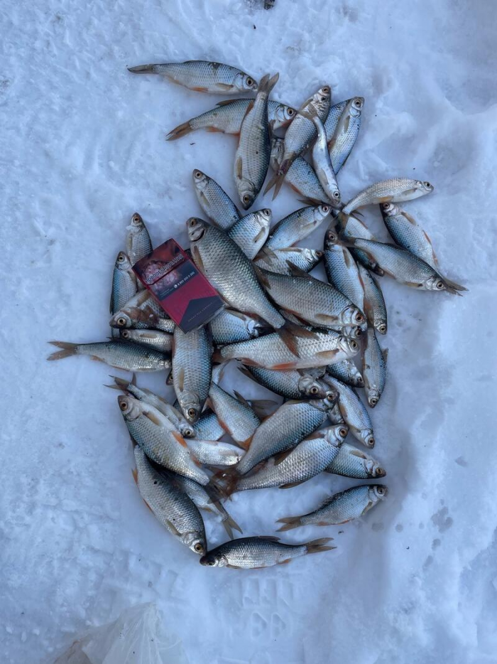 В Алтайском крае рыбаки продемонстрировали впечатляющий зимний улов