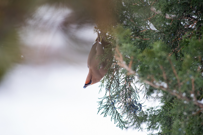 Записки астраханского натуралиста. Свиристели, гости с Севера