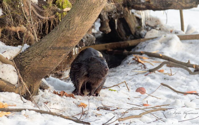 За судьбой молодого бобра Яшки следит весь Петербург