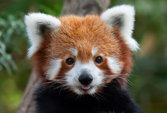 Красная панда: что это за животное, как выглядит, где живет и чем отличается от большой панды