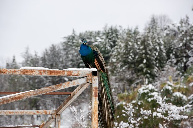 Новый год — 2026 в Сочи: куда сходить, какой отель выбрать, сколько стоит отдых