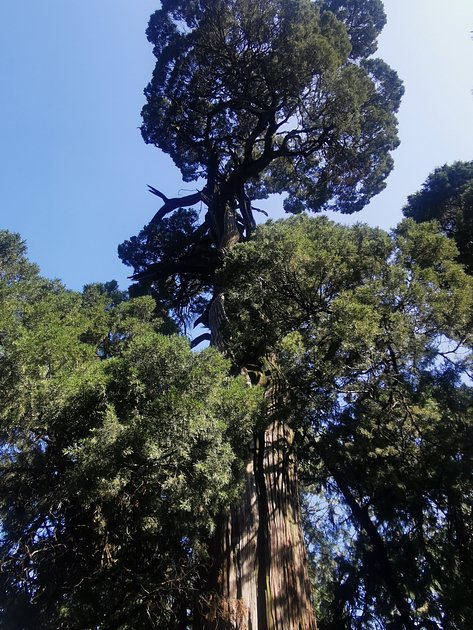 Россияне массово устремились в Китай на Новый год. Там их ждет «пивозаправка», улица роботов и родина Конфуция