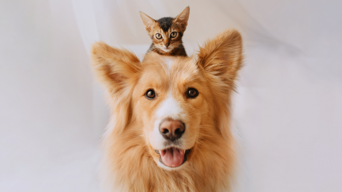 Где кошкам и орангутанам жить хорошо: 6 стран, которые защищают права животных