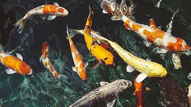 Блюда, которые повар–профессионал никогда себе не закажет