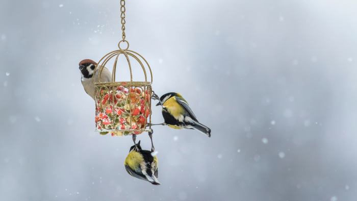 Зимние фотографии из жизни животных