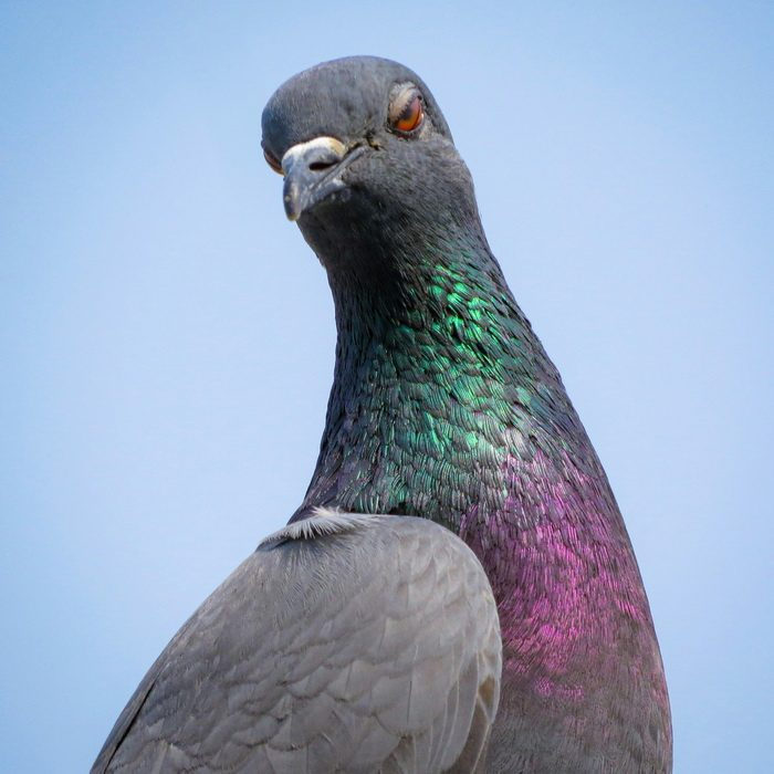 Животные, которые нас удивили в 2025 году. «Фантастические твари»