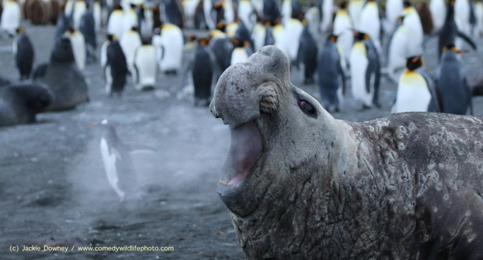 10 самых смешных фото пингвинов за всю историю комического конкурса Comedy Wildlife Photography Awards