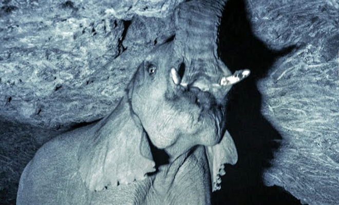 Работники нацпарка в Африке заметили, что слоны уходят ночью в пещеру и решили за ними проследить