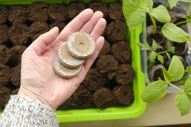 Как вырастить хорошую рассаду: сроки и правила посадки, секреты ухода