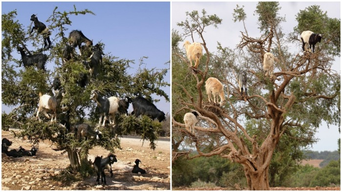 Почему козлики могут лазить по отвесным скалам и не падать