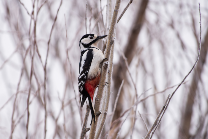 Записки астраханского натуралиста. Птицы Городского острова