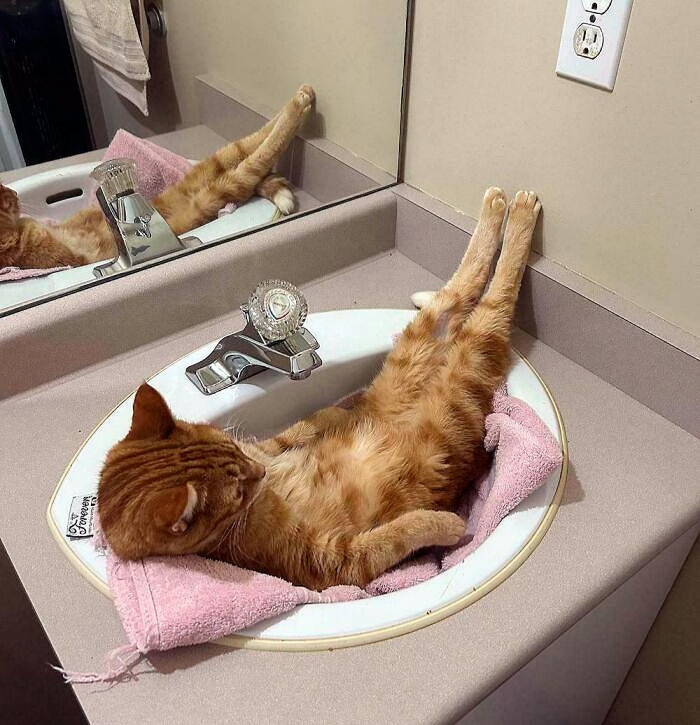 Смешные и красивые коты, которые не такие, как все (18 фото)