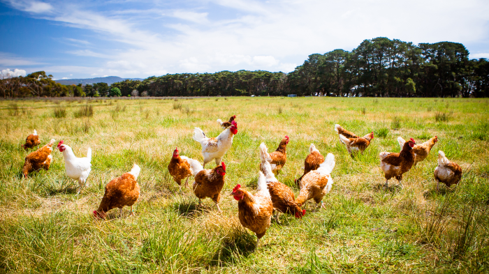 Где кошкам и орангутанам жить хорошо: 6 стран, которые защищают права животных