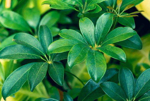 Цветок шеффлера: сорта, уход и пересадка