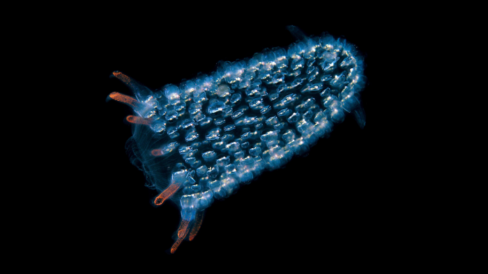 Животные, которые умеют светиться: самые красивые фотографии