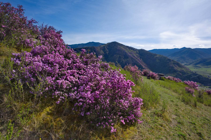 От игольчатого льда Байкала до степных тюльпанов: 8 идей для путешествий этой весной