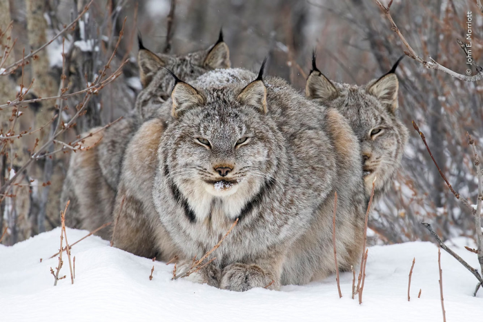 Победители конкурса Wildlife Photographer of the Year 2024