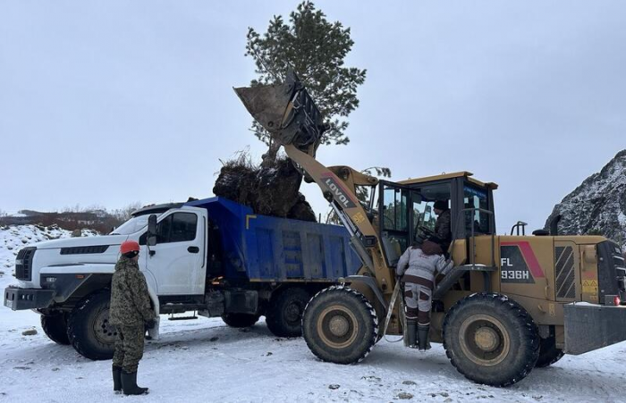 Чарышский девелопер запустил проект по спасению хвойных деревьев