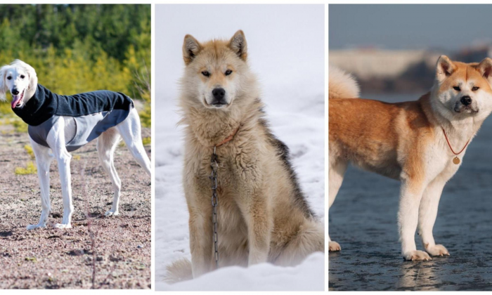 Самые древние породы собак: 10 претендентов на почетное звание