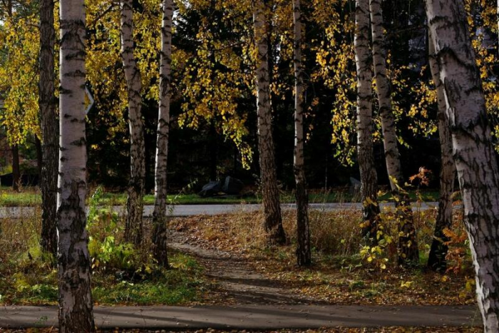 Золото октября. Как осень преобразила березовую рощу на окраине Барнаула