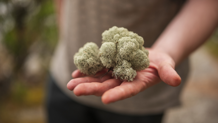 Ягель: скромный властелин тундры